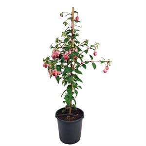 Afbeelding van KP21 Fuchsia stam div Stam